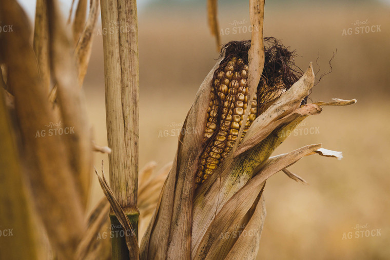 Dried Ear of Corn 219040