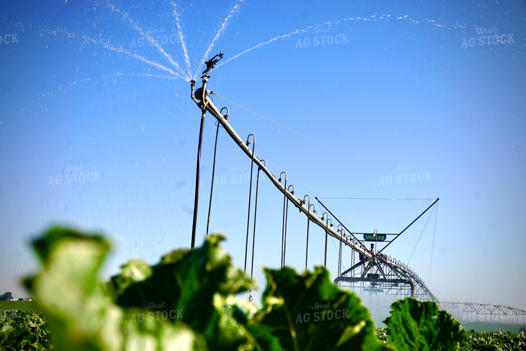 Irrigated Sugar Beet Field 148018