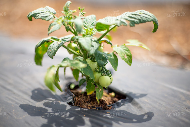 Tomato Plant 208027