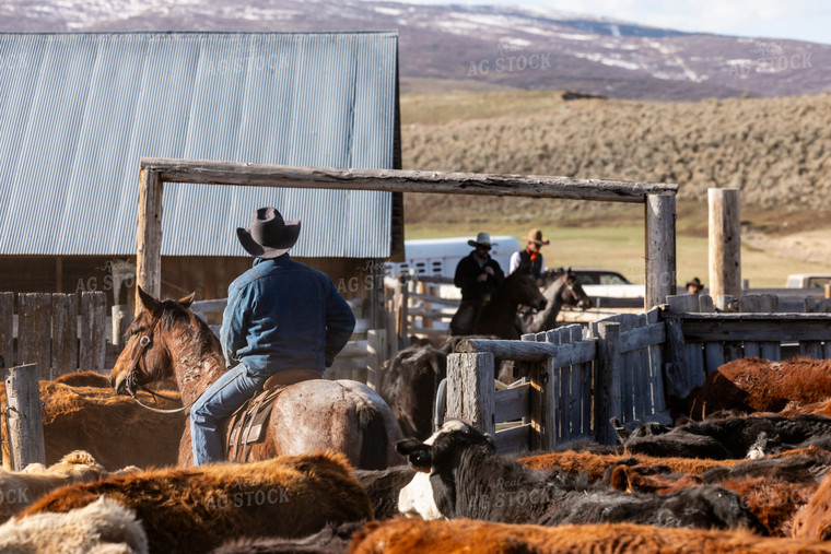 Rancher Working Cattle on Horseback 200032