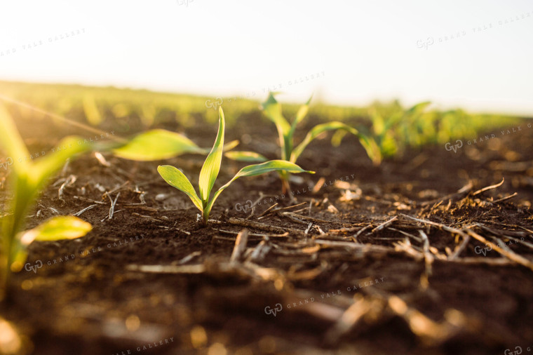 Early Growth Corn 2974