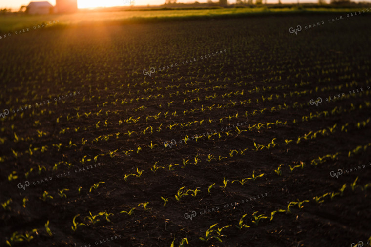 Early Growth Corn 2978