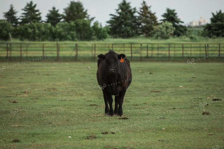 Feedyard 2984