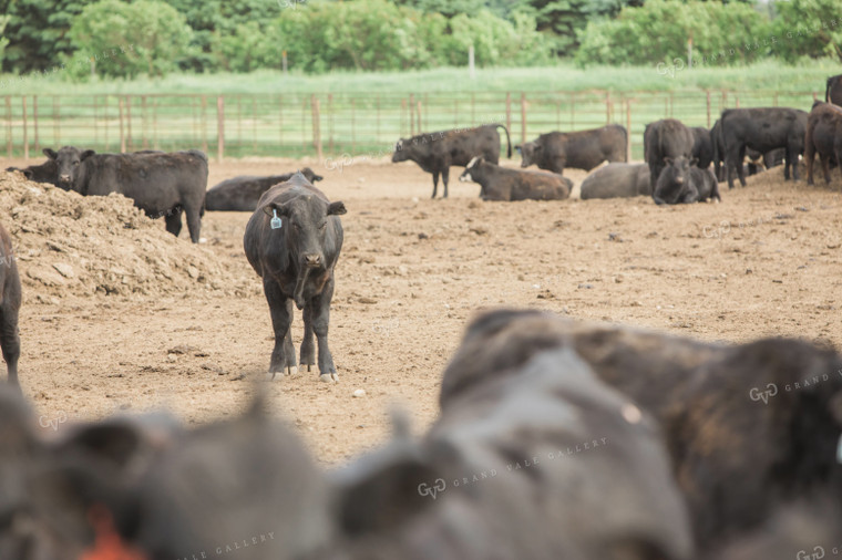 Feedyard 3000