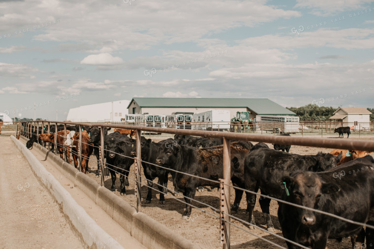 Feedyard 3005