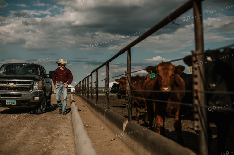 Feedyard 3025