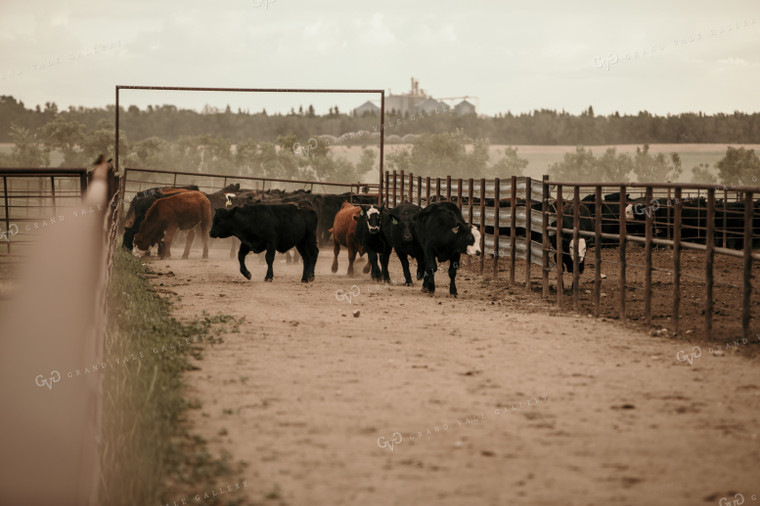 Feedyard 3079