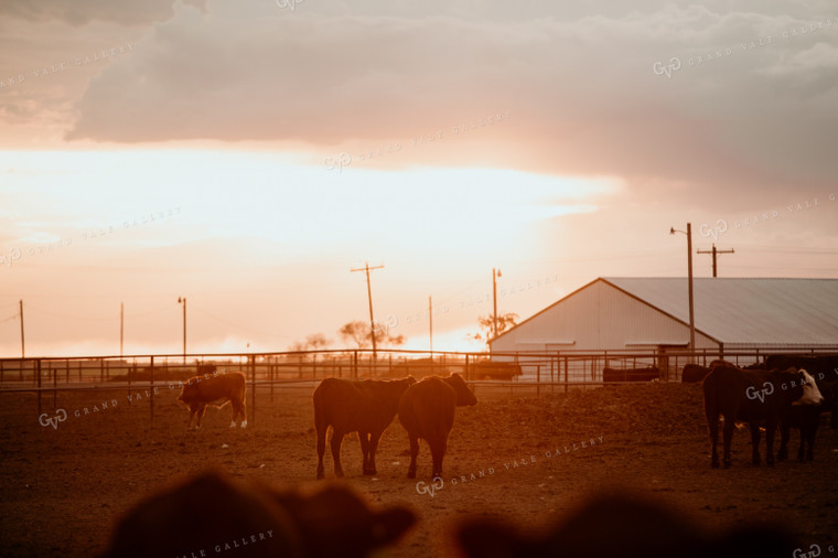 Feedyard 3117