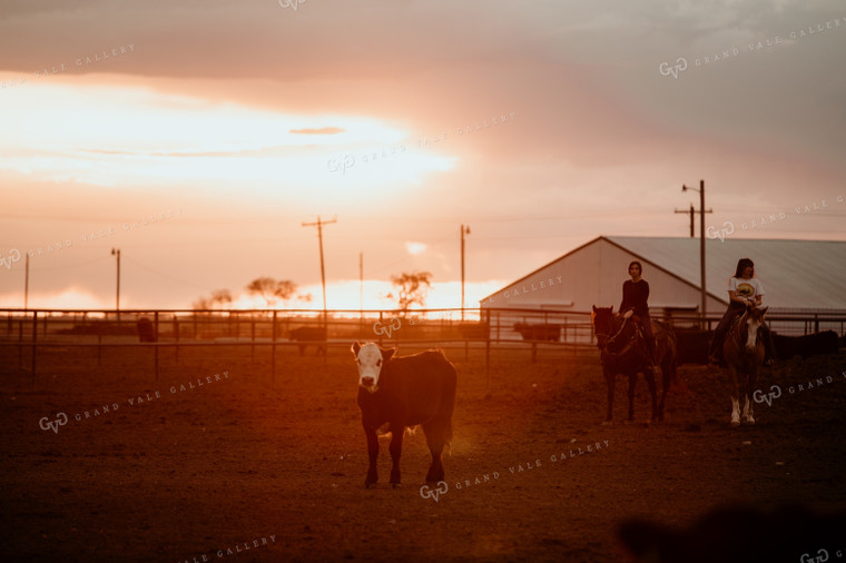 Feedyard 3120