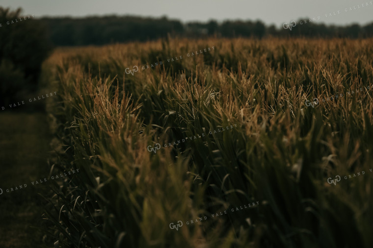 Corn Field with Tassels 3135