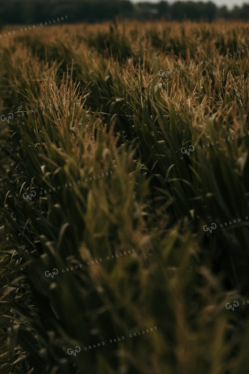 Crop Duster Corn Field 3136