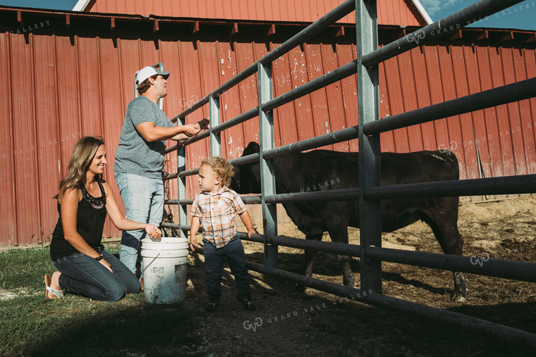 Farm Family Feeding Cows 3141