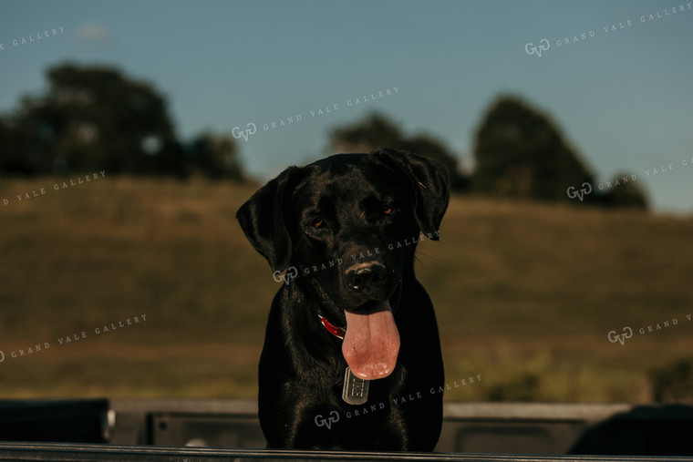 Farm Dog in Pickup Truck 3157