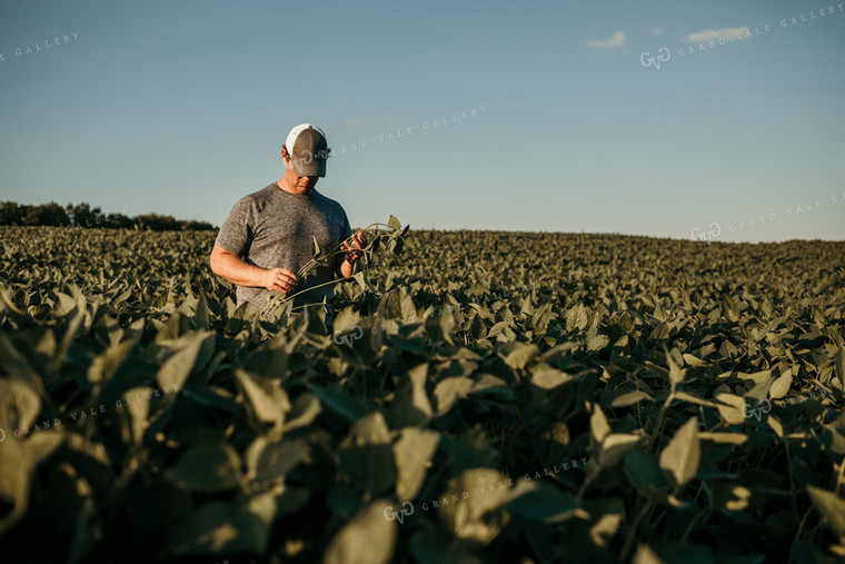 Farmer in Soybean Field Yield Estimate 3172