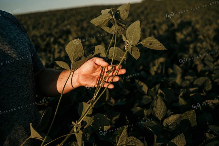 Farmer in Soybean Field Counting Pods 3174