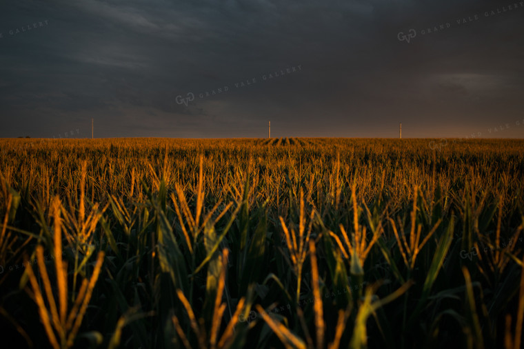 Corn Tassels at Sunset Dark Sky 3195