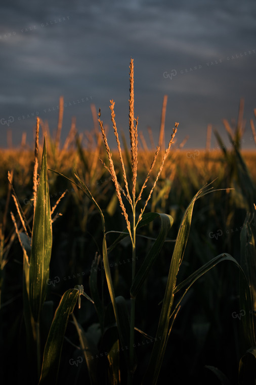 Corn Tassels at Sunset Dark Sky 3197