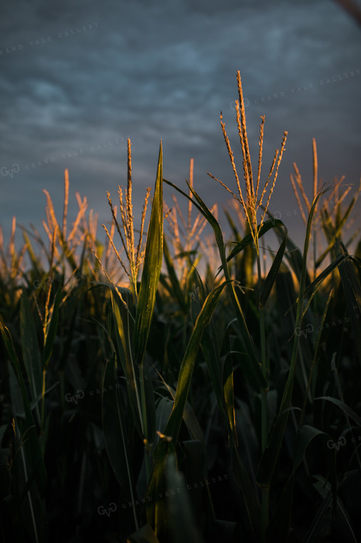 Corn Tassels at Sunset Dark Sky 3199