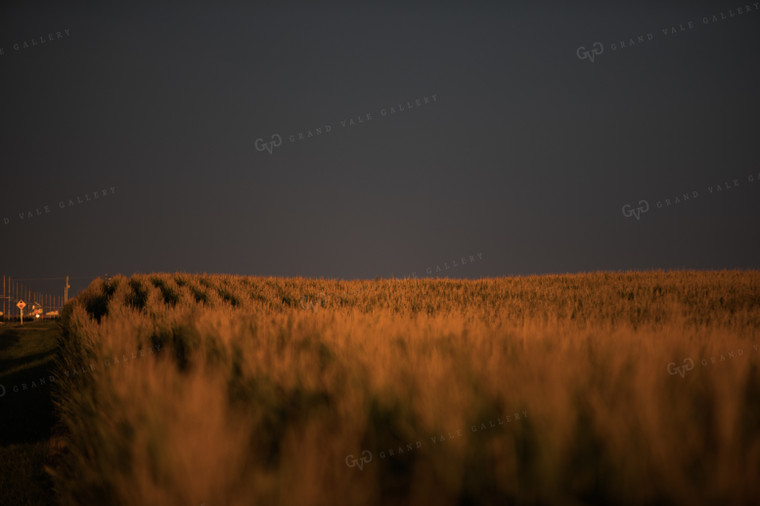 Corn Tassels at Sunset Dark Sky 3202