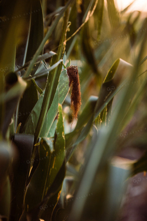 Pollinated Ear of Corn 3209