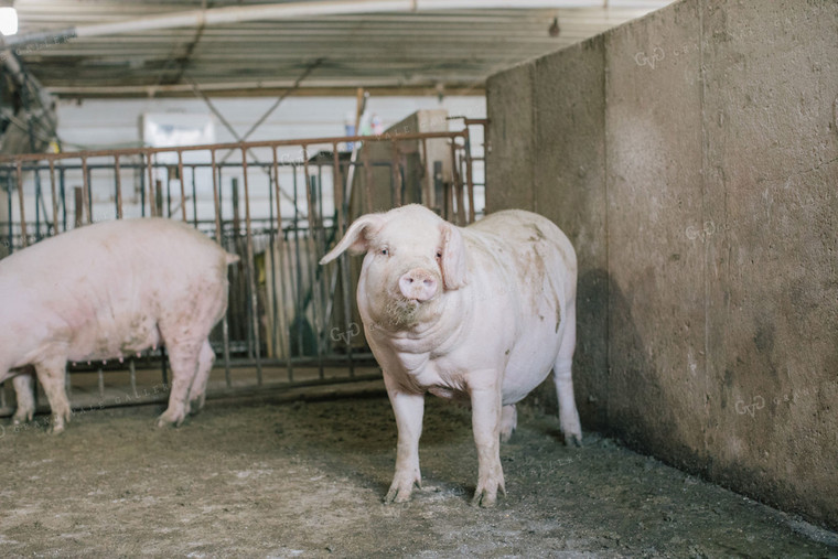 Pig in Pen in Modern Barn 3221