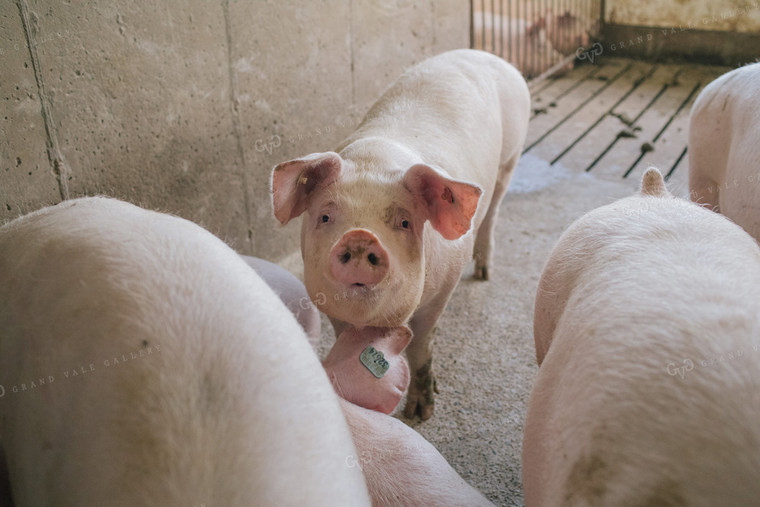 Pig in Pen in Modern Barn 3232