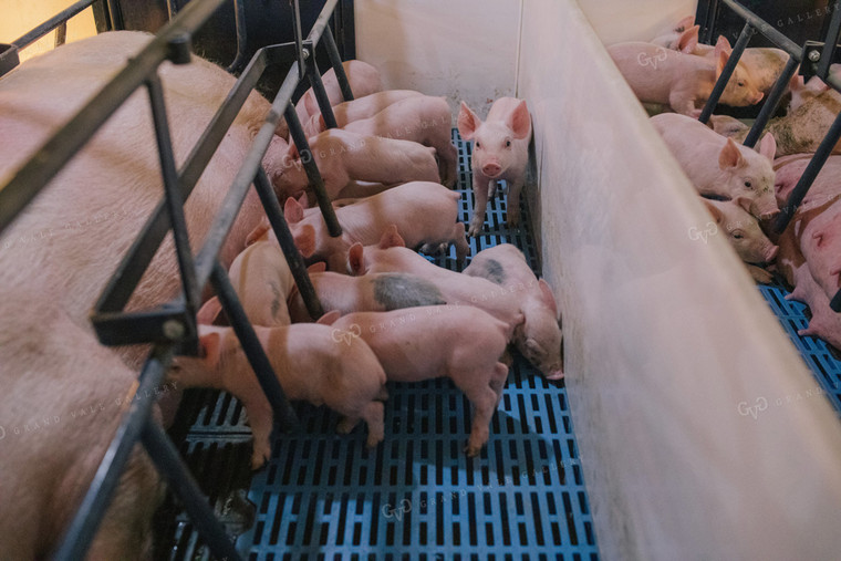 Piglets and Sow in Farrowing Stall 3248