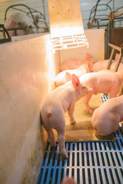 Piglets in Farrowing Stall 3249