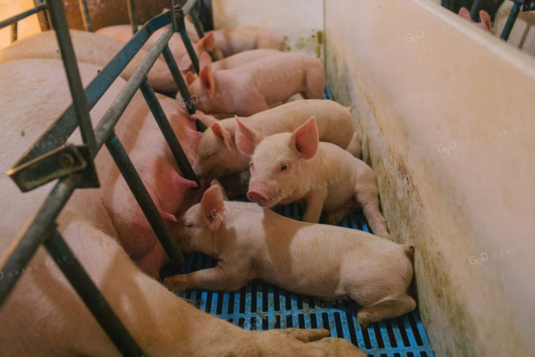 Piglets and Sow in Farrowing Stall 3255