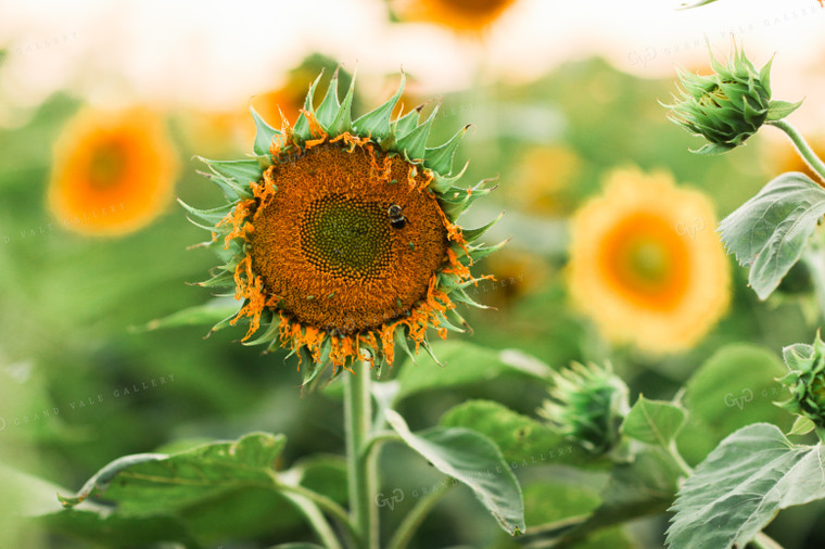 Bee Pollinating Sunflower 3270