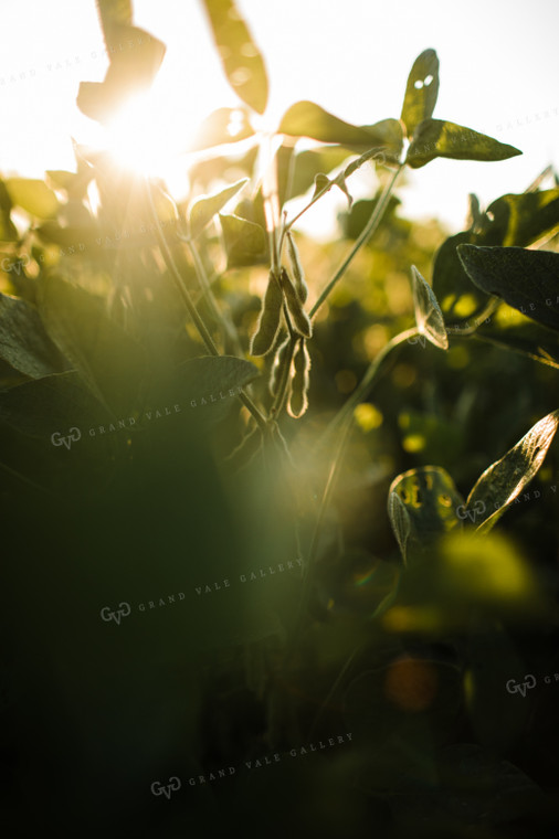 Soybean Pods at Sunrise 3275