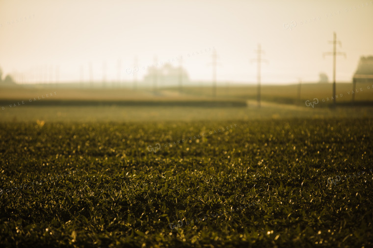Soybean Field at Sunrise 3277