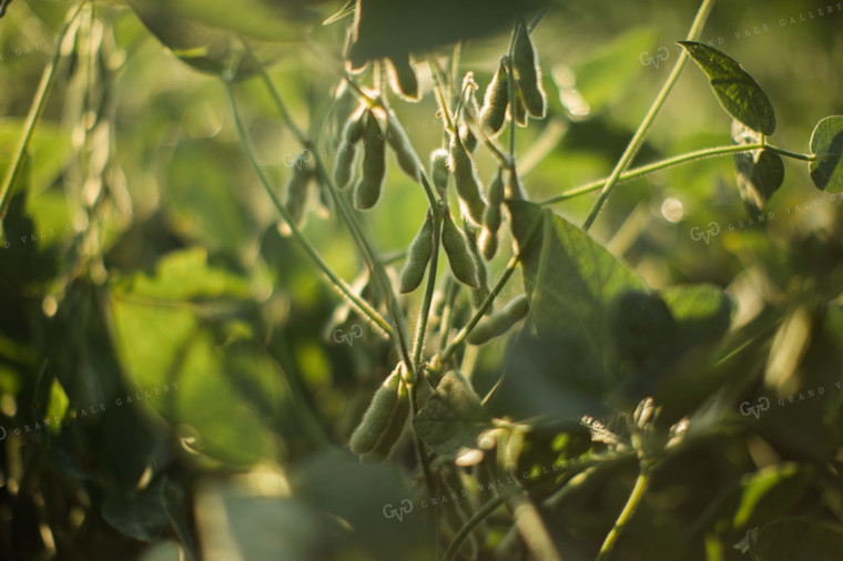 Soybean Pods at Sunrise 3282