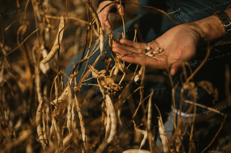 Shelled Pinto Beans 3295