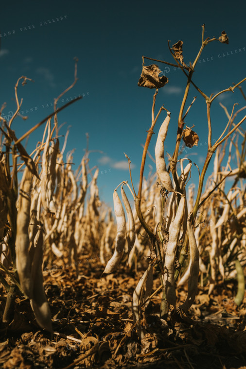 Pinto Bean Plant 3298