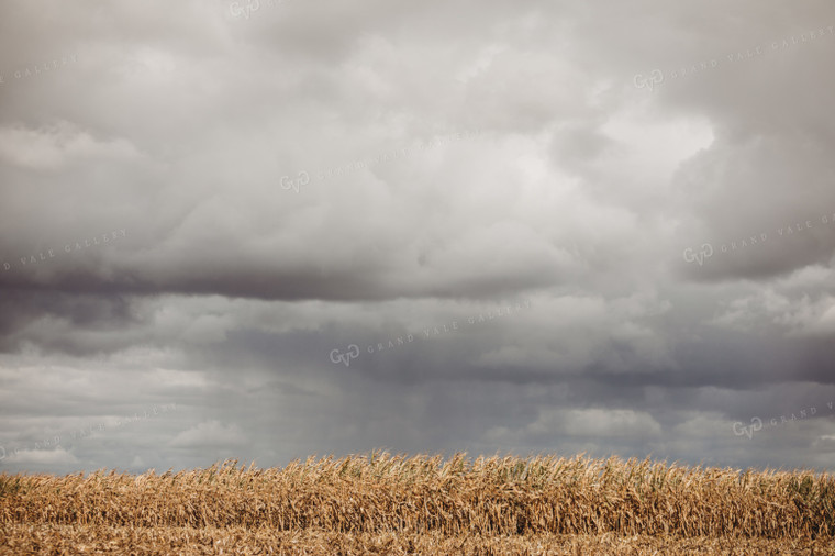 Dry Corn and Stormy Cloudy Sky 3317