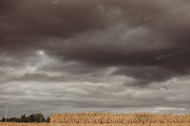 Corn Field and Dark Stormy Sky 3323