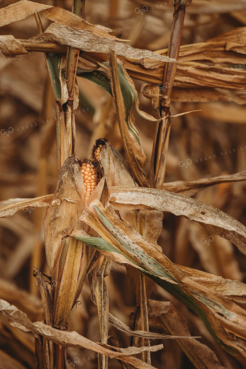 Dried Ear of Corn 3330