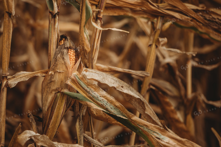 Dried Ear of Corn 3331