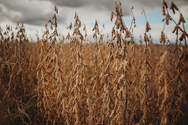 Dry Soybeans Under Cloudy Sky 3370