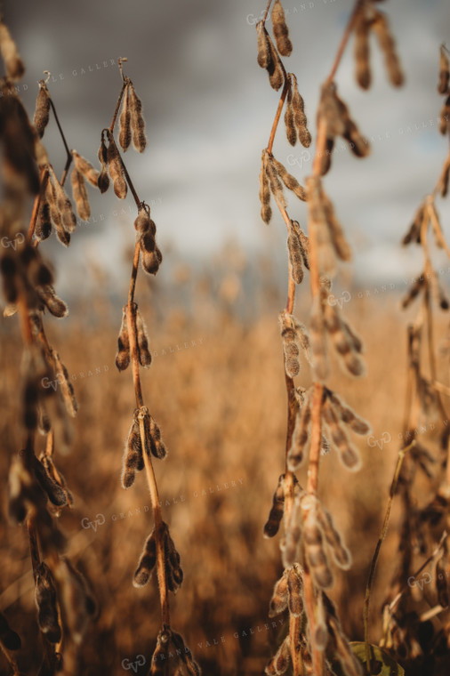 Dry Soybeans Under Cloudy Sky 3374