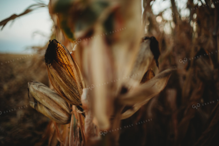 Dried Ear of Corn 3387