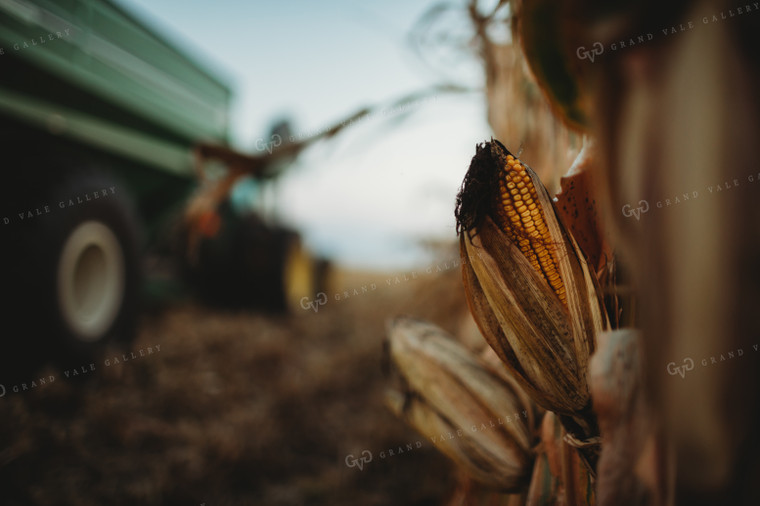 Dried Ear of Corn with Auger Wagon 3388