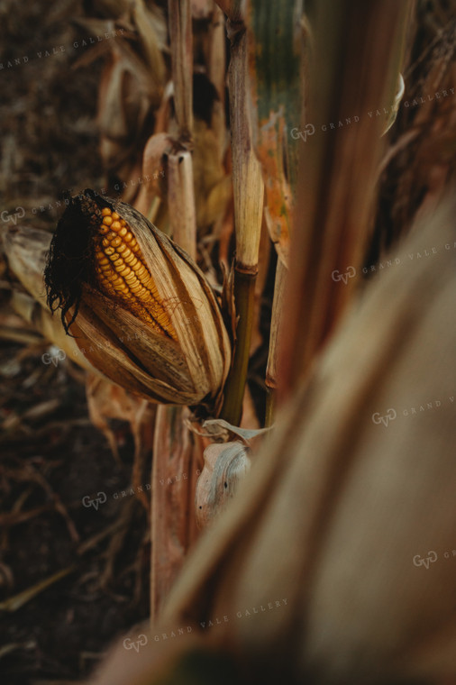 Dried Ear of Corn 3389