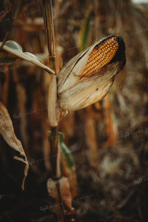 Dried Ear of Corn 3392