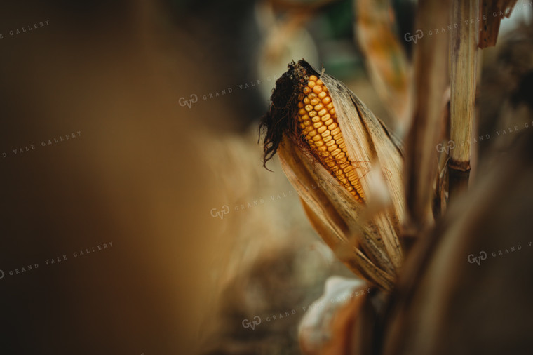 Dried Ear of Corn 3393