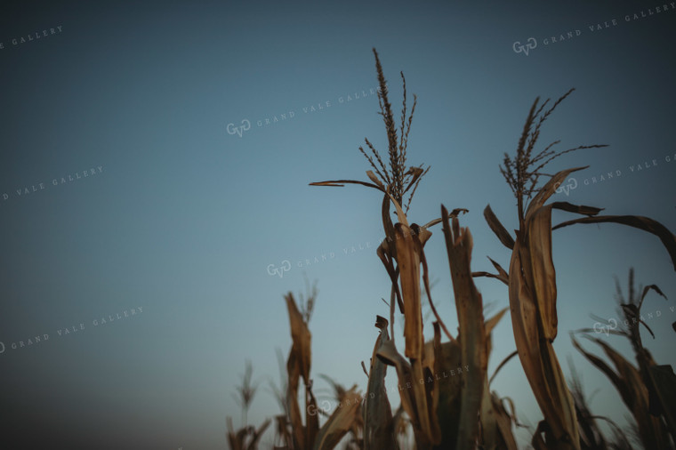 Dried Corn Tassel at Dusk 3399