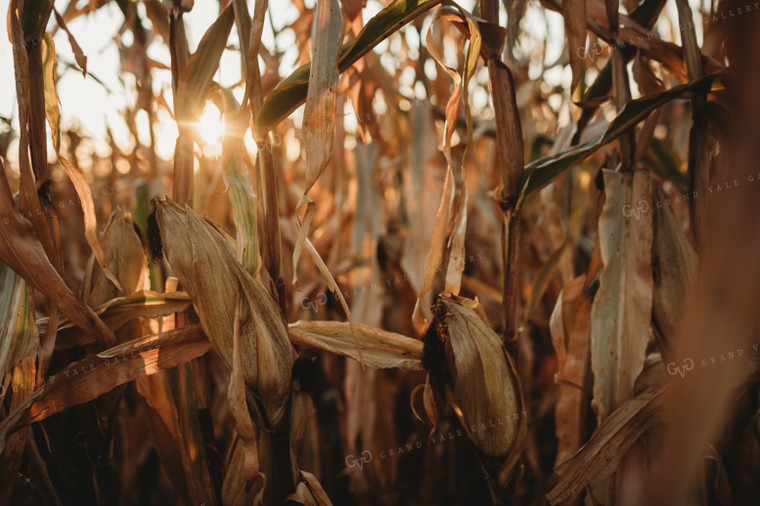 Dried Corn with Sunflare 3414