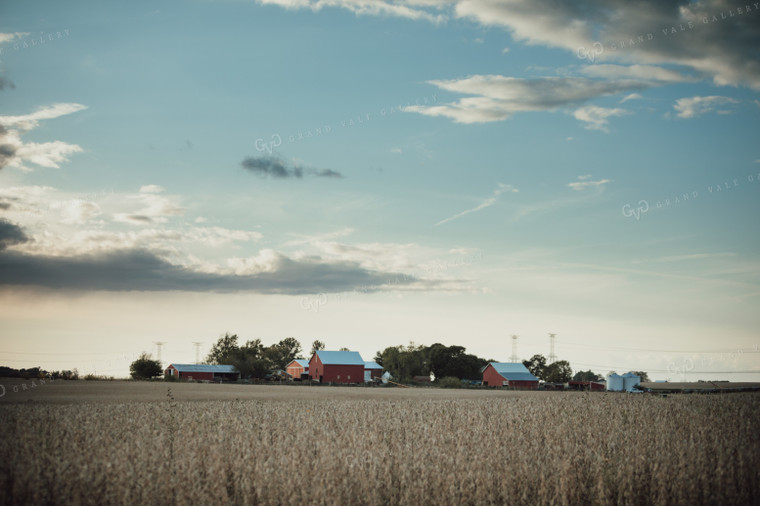 Soybean Field and Farmyard with Red Barns 3438