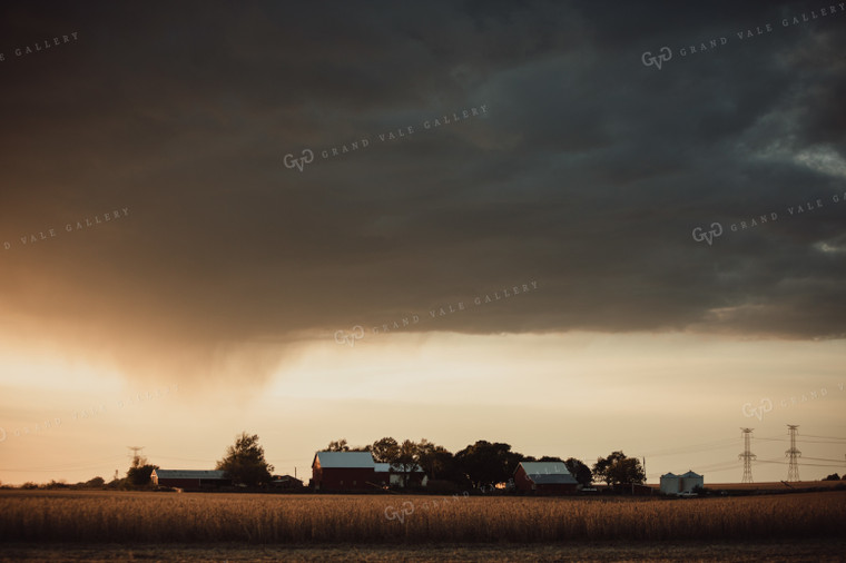 Soybean Field and Farmyard with Red Barns at Sunset Rain in Background 3447